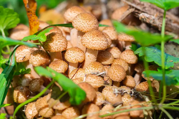 Honey fungus affecting trees in Edinburgh